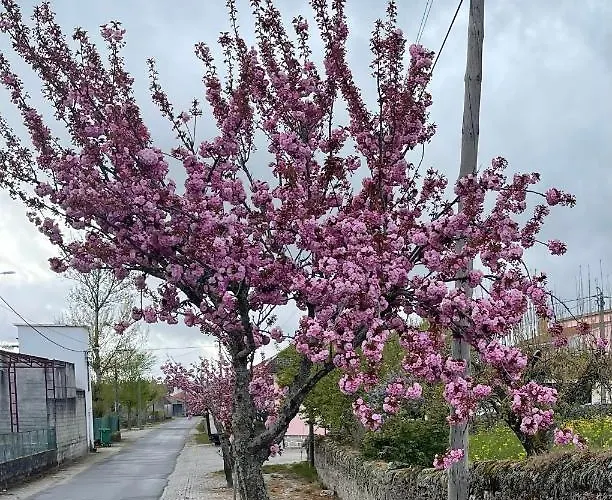 Vakantiehuis Casa Da Burra *