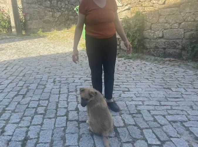 Hébergement de vacances Casa Da Burra Alijó