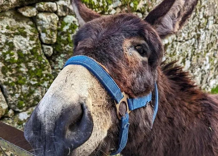 Casa Da Burra Vakantiehuis *